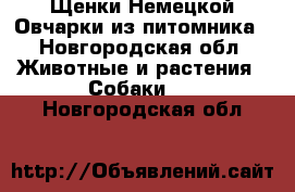 Щенки Немецкой Овчарки из питомника - Новгородская обл. Животные и растения » Собаки   . Новгородская обл.